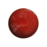 Тарелка мелкая d 20 см, h 3 см, цвет cerise, Tourron